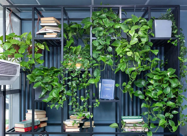 Estante decorada com plantas jiboias, com folhagem pendente ao lado de livros, criando um ambiente verde e acolhedor.