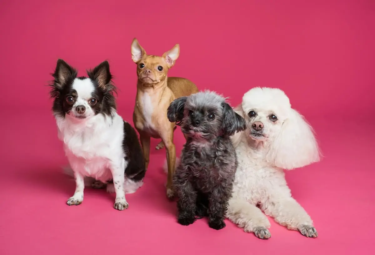 Quatro cães de pequeno porte posando lado a lado sobre fundo rosa, incluindo um Chihuahua, um Pinscher, um Poodle branco e um cão de pelagem preta.