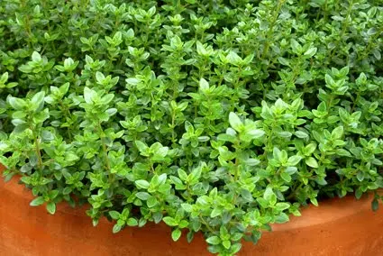 Tomilho cultivado em vaso de barro, planta aromática com folhas verdes pequenas

