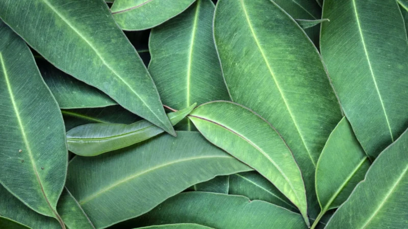 eucalipto-_1758590573775