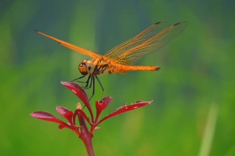 libelula