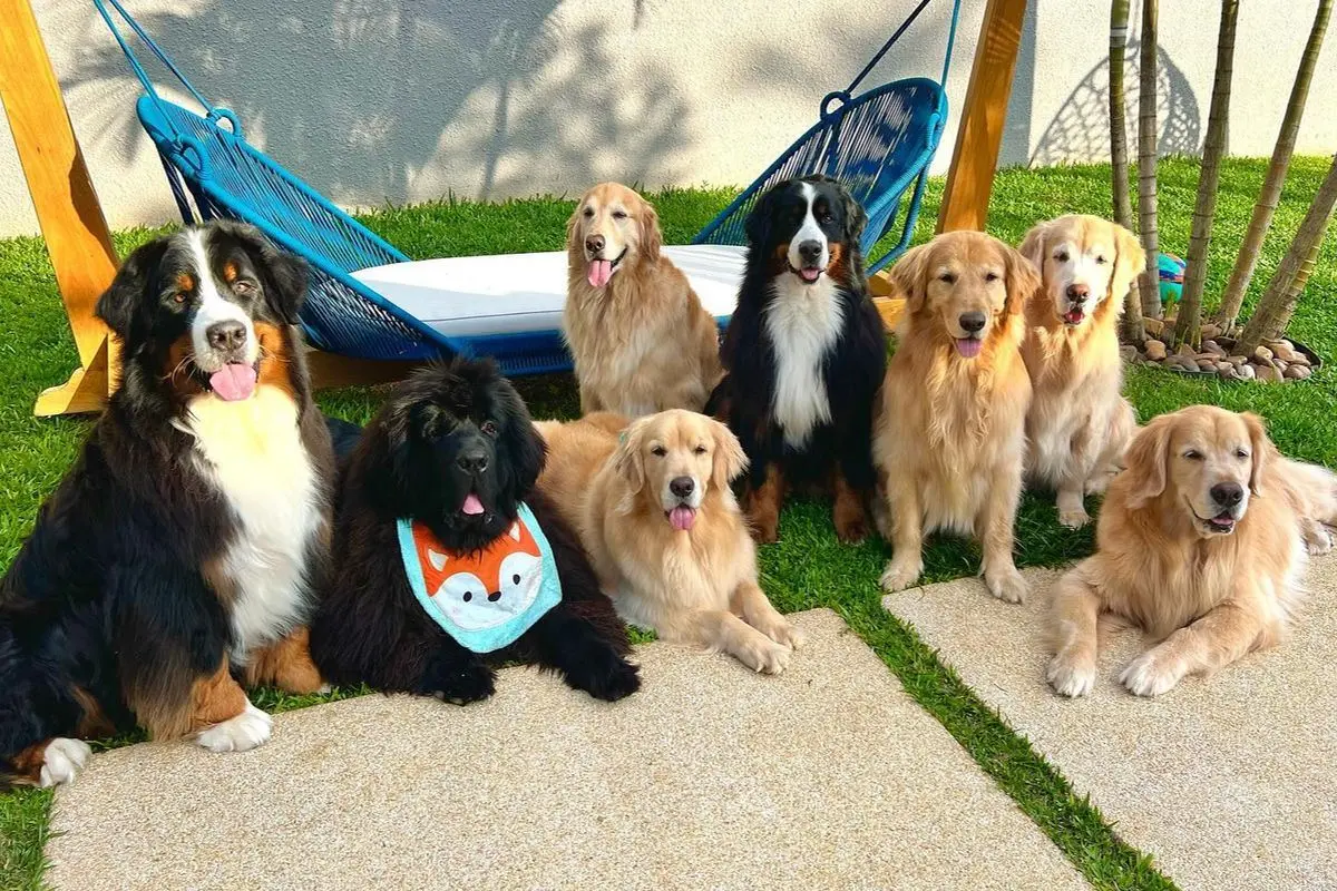 8-cachorros-escolhem-humano-preferido-2