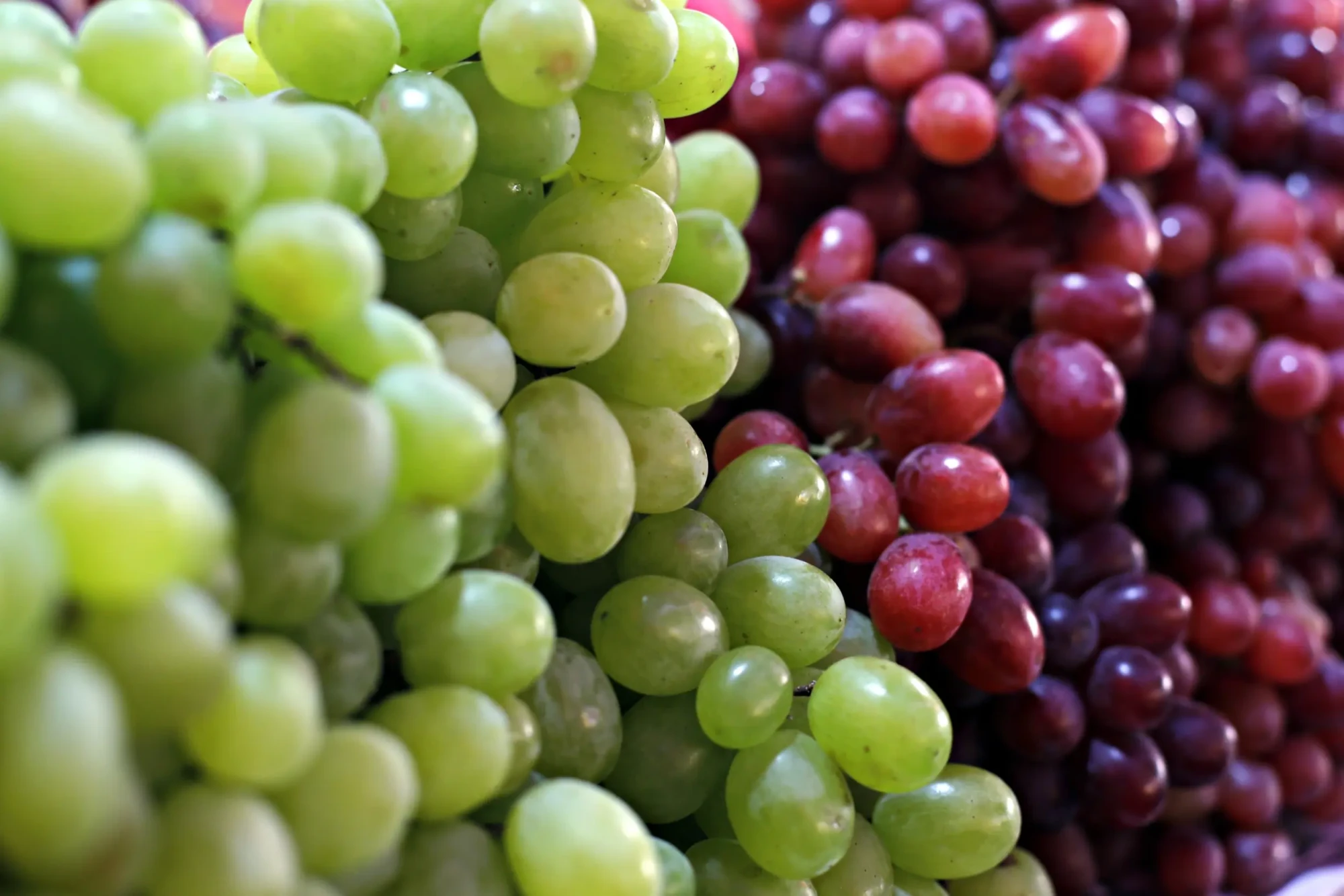 uvas_665365768