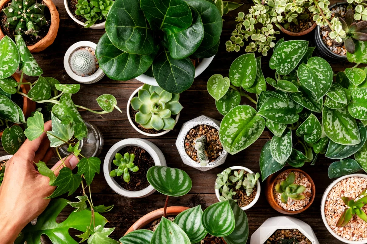 plantas-ornamentais-1