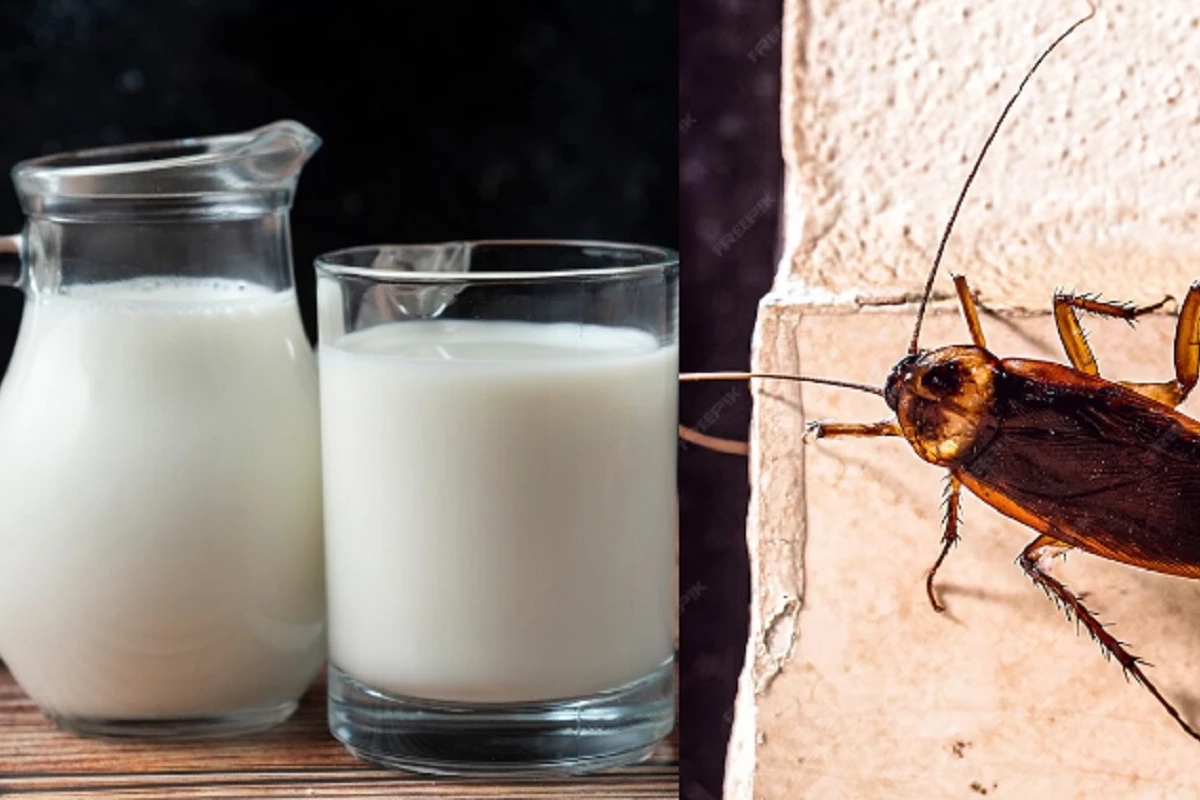 1h4S96B6cK9s2AH55z4qADYn1sXgfsE4XHIP18E1