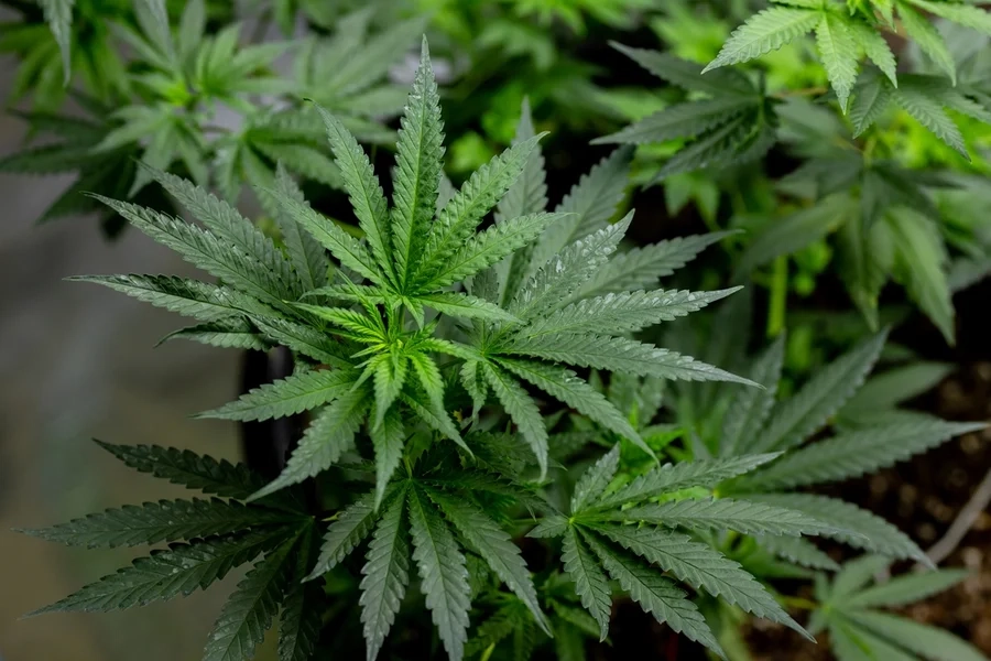 cultivo-de-cannabis