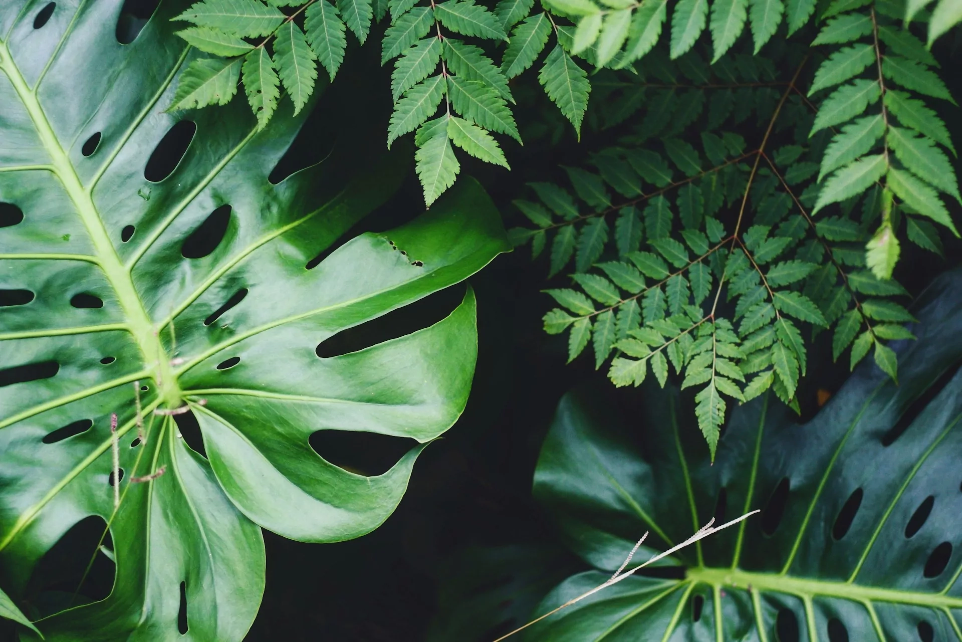 porque-plantas-sao-verdes.jpg
