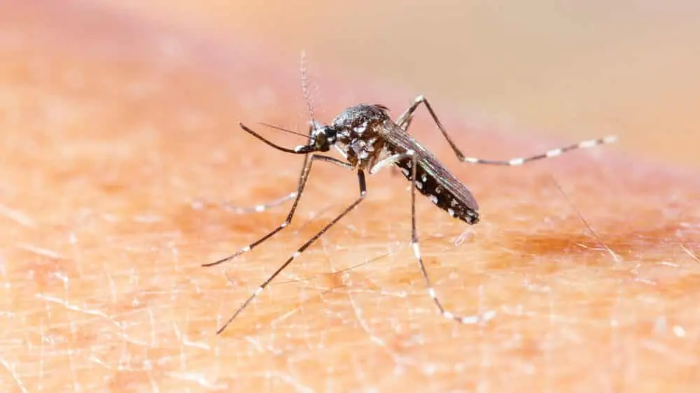 aedes-albopictus-e1548963723420