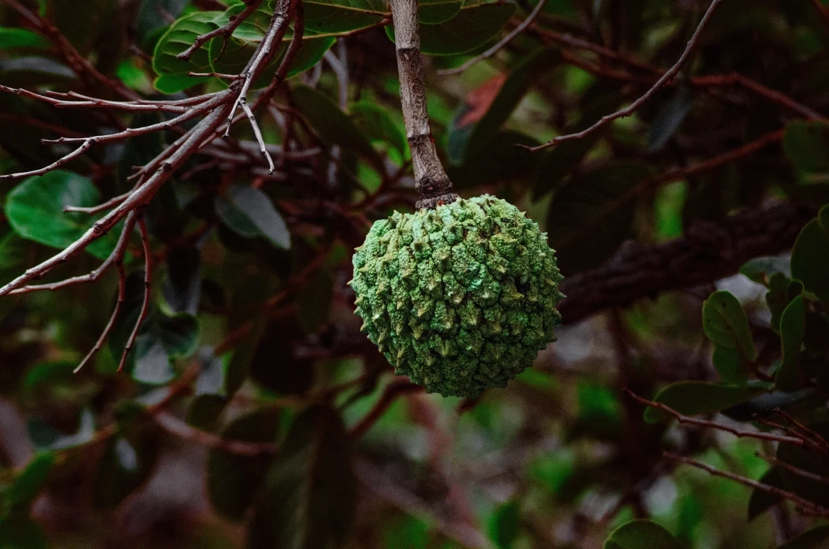 juliocode-annona-6374031_2026-03-20_18-19-11