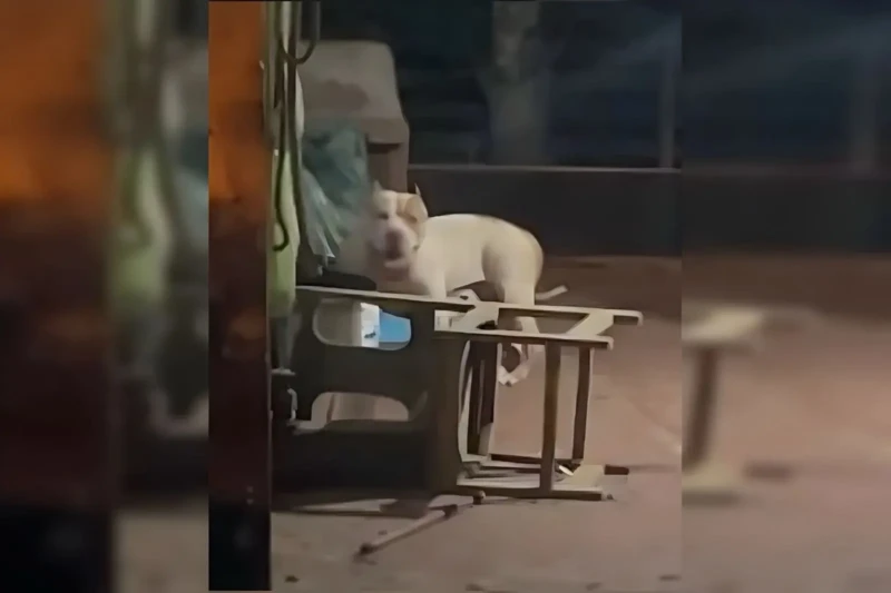 WhatsApp-Image-2026-04-14-at-09.31.01