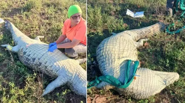 Crocodilo