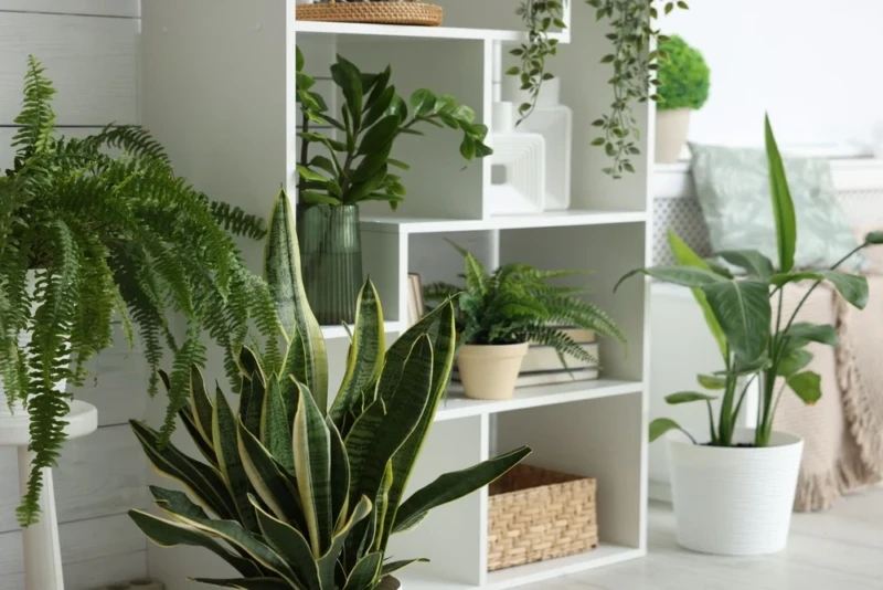 planta-para-dentro-de-casa-capa (1)
