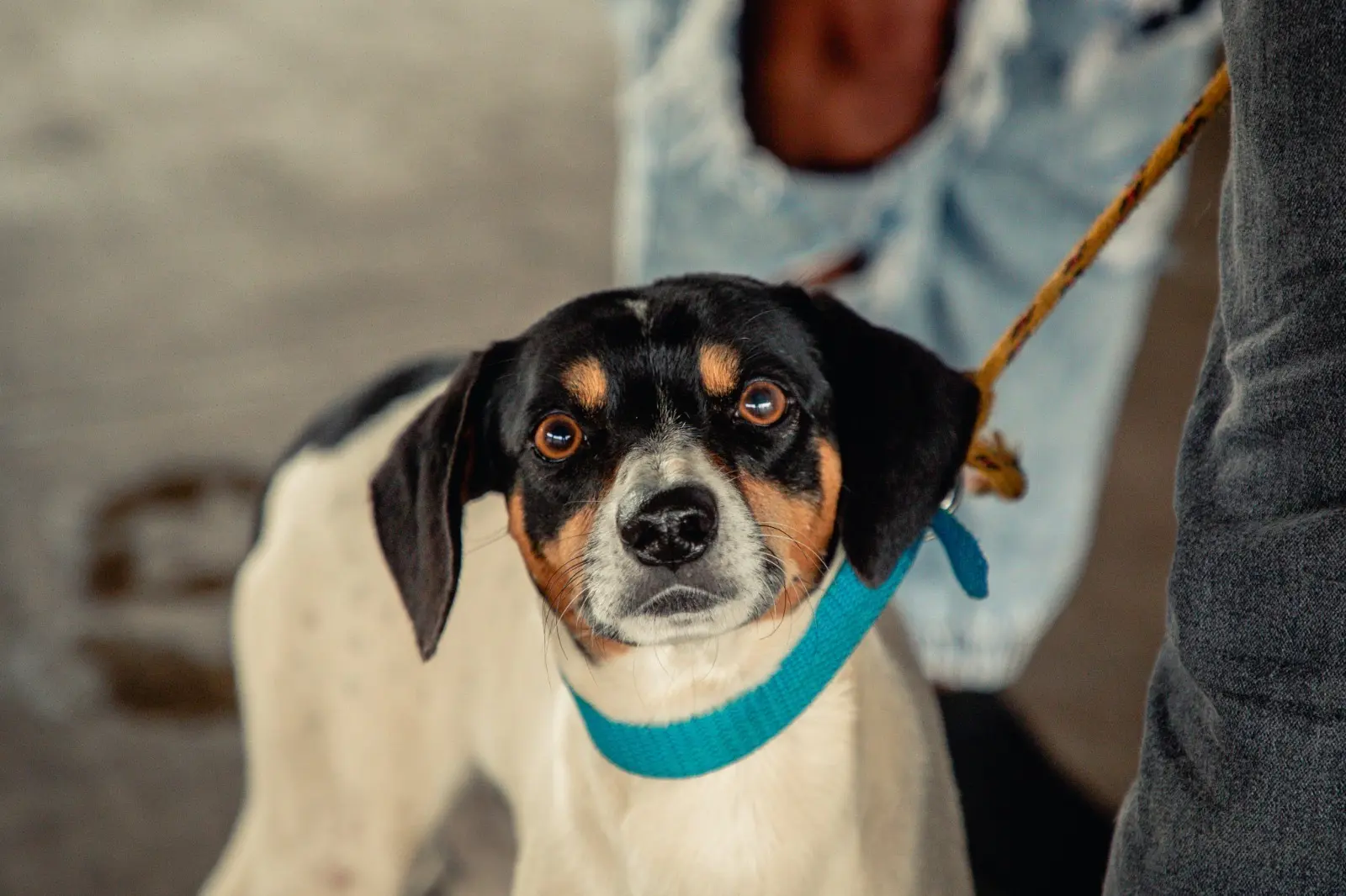 Cachorro com coleira azul durante atendimento de vacinação em Anápolis.