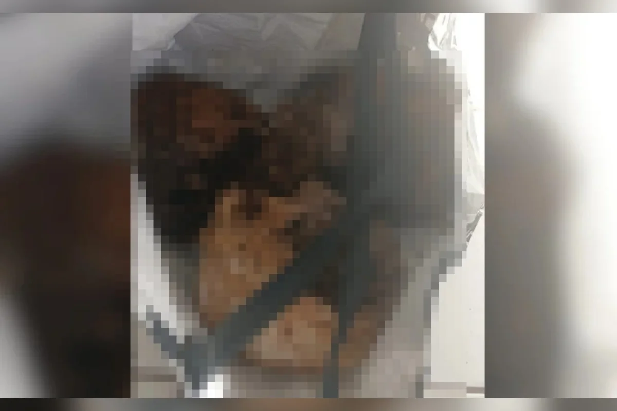 Sacola com três crânios humanos encontrados com homem em Caps de Porto Alegre